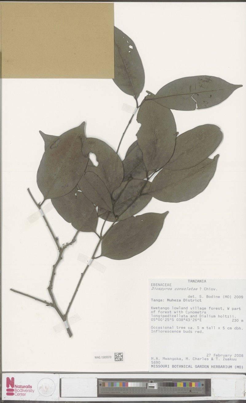 Diospyros consolatae photo 6