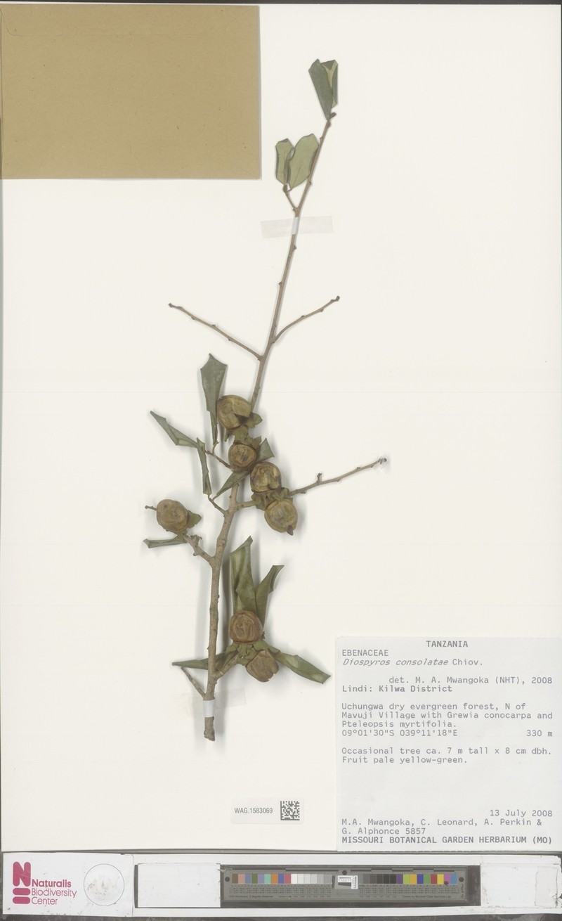Diospyros consolatae photo 7