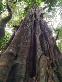 Diospyros conzattii