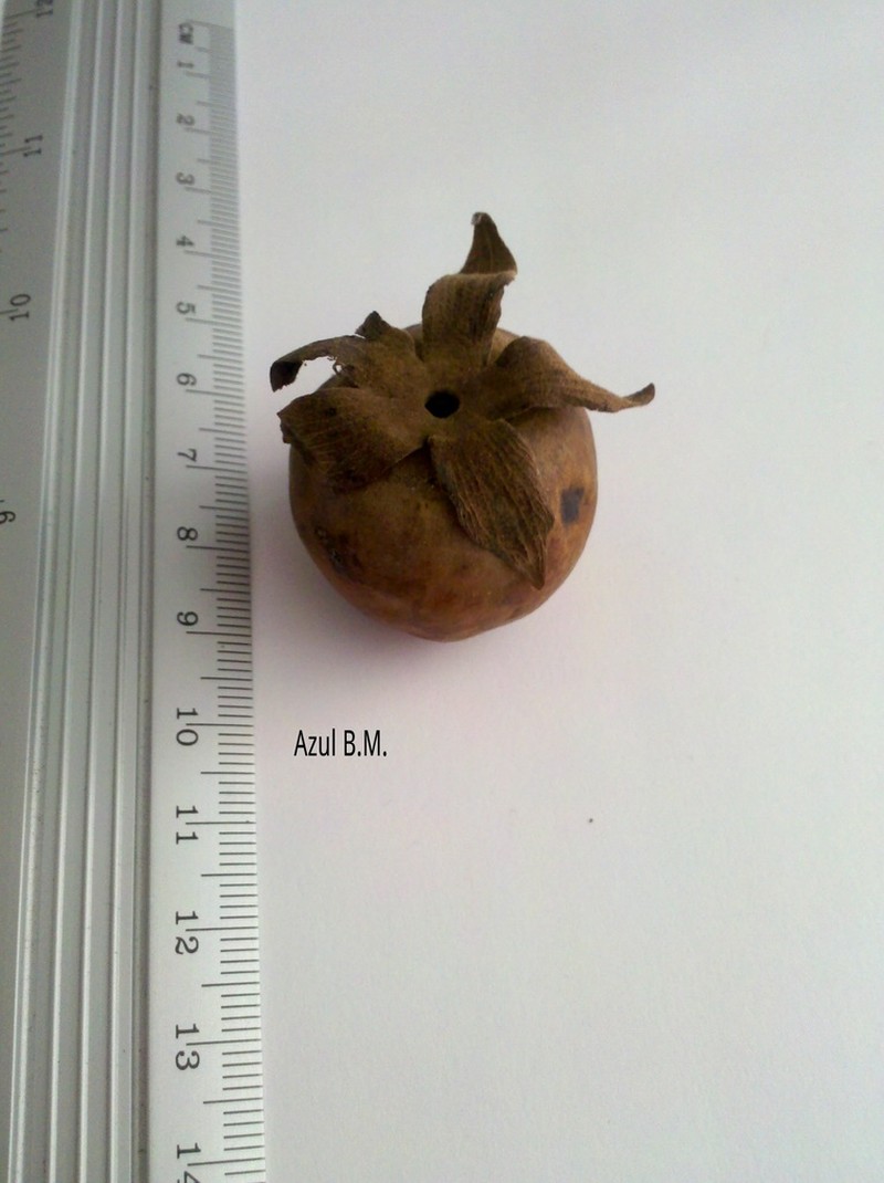 Diospyros conzattii photo 2