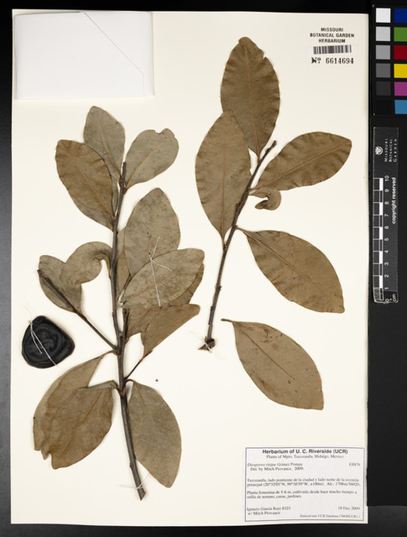 Diospyros conzattii photo 3
