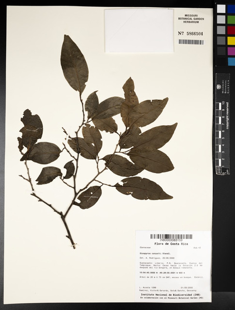 Diospyros conzattii photo 4