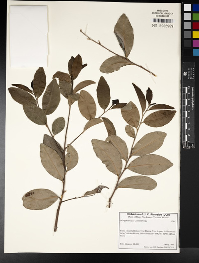 Diospyros conzattii photo 5