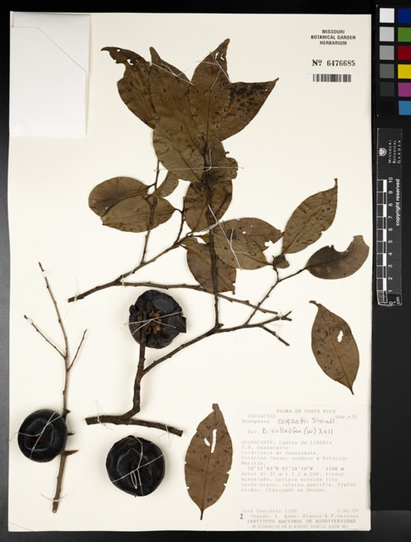 Diospyros conzattii photo 6