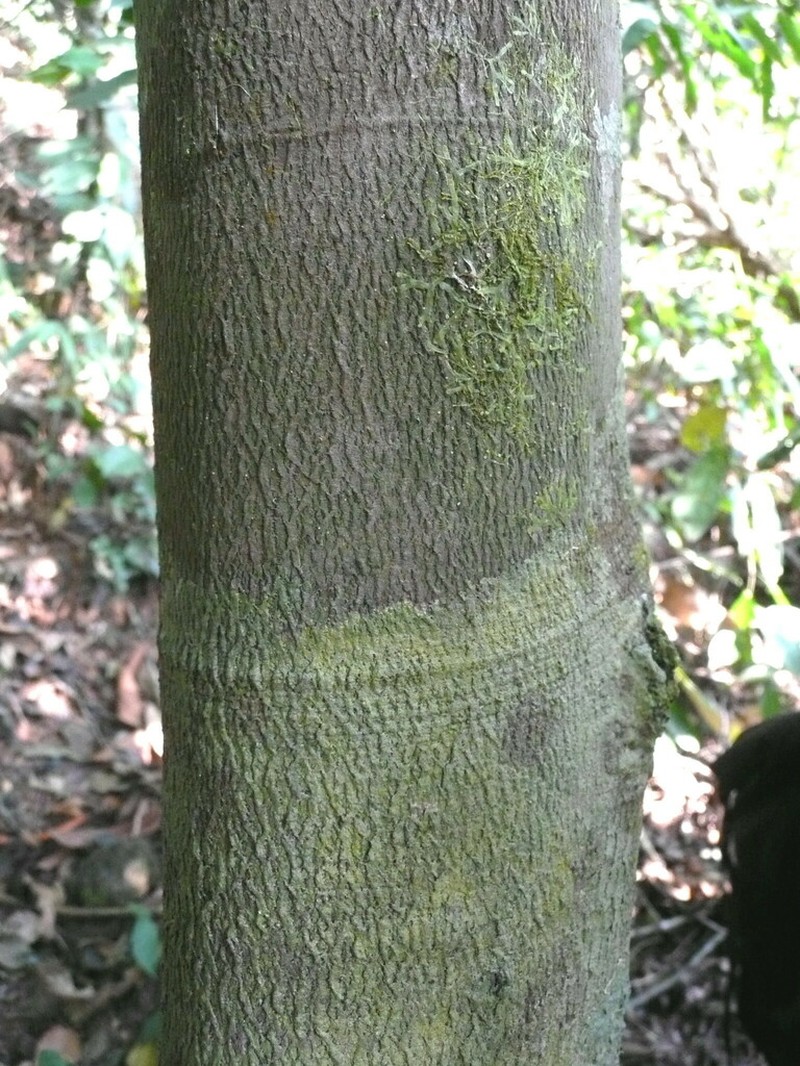 Diospyros cooperi