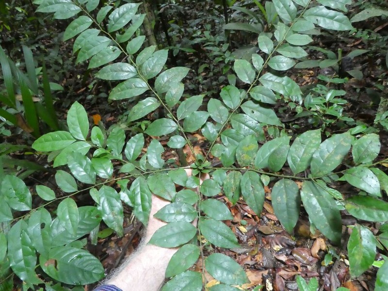 Diospyros cooperi photo 2