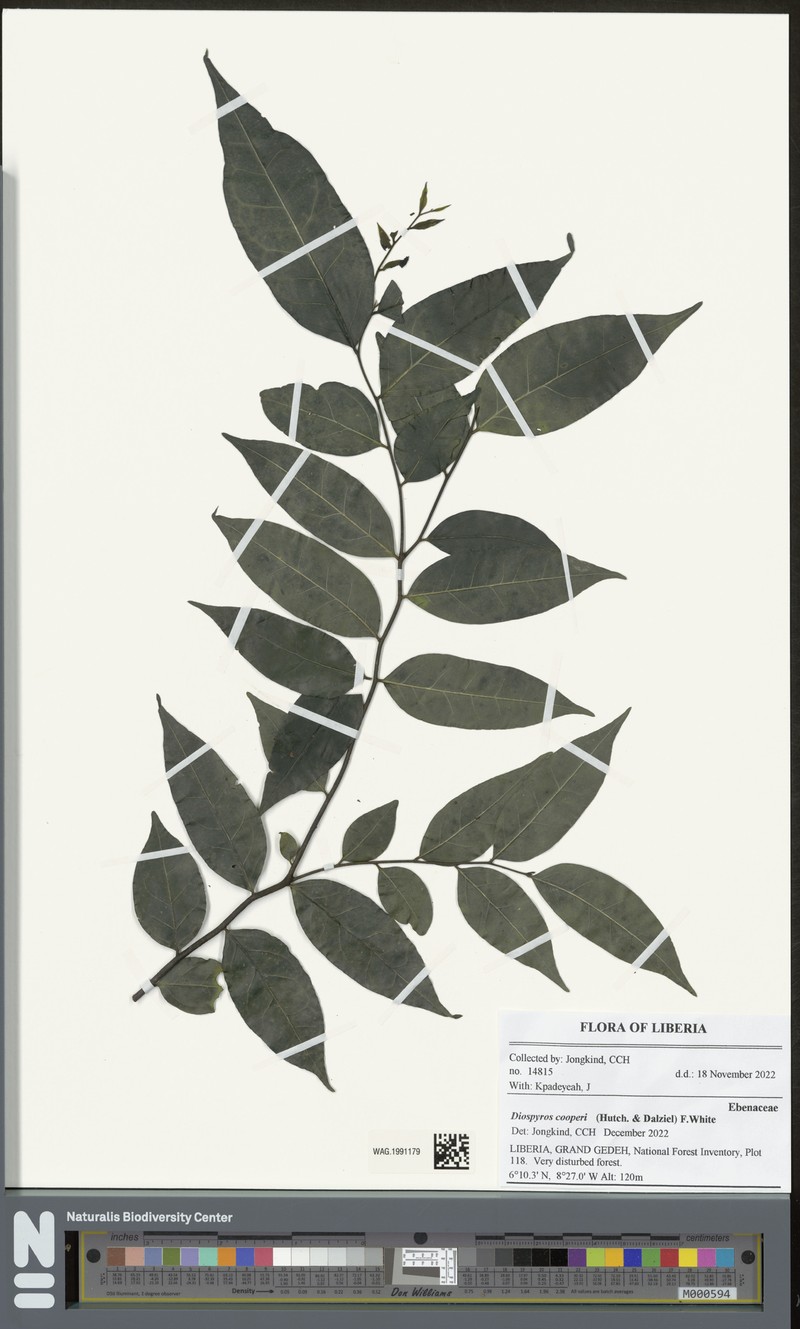 Diospyros cooperi photo 3