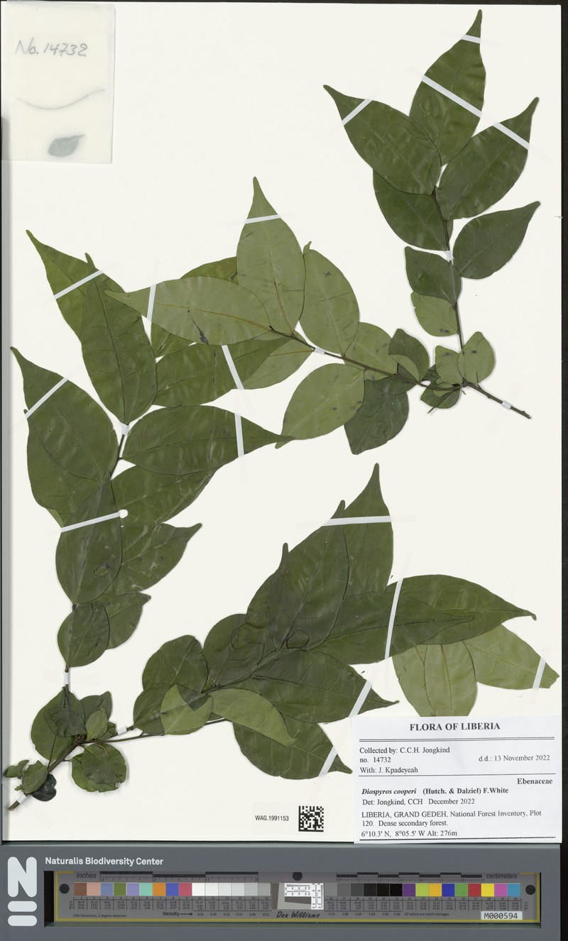 Diospyros cooperi photo 4