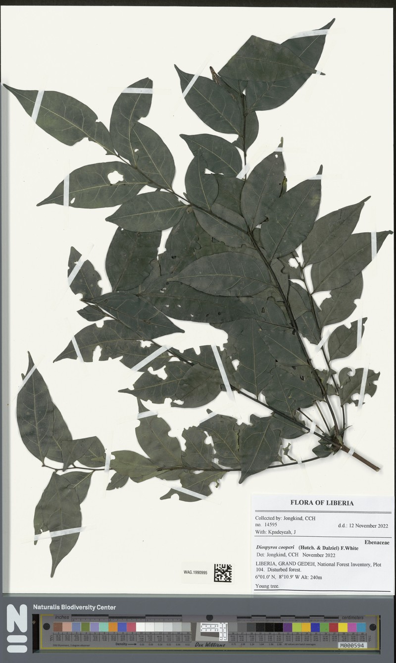 Diospyros cooperi photo 5