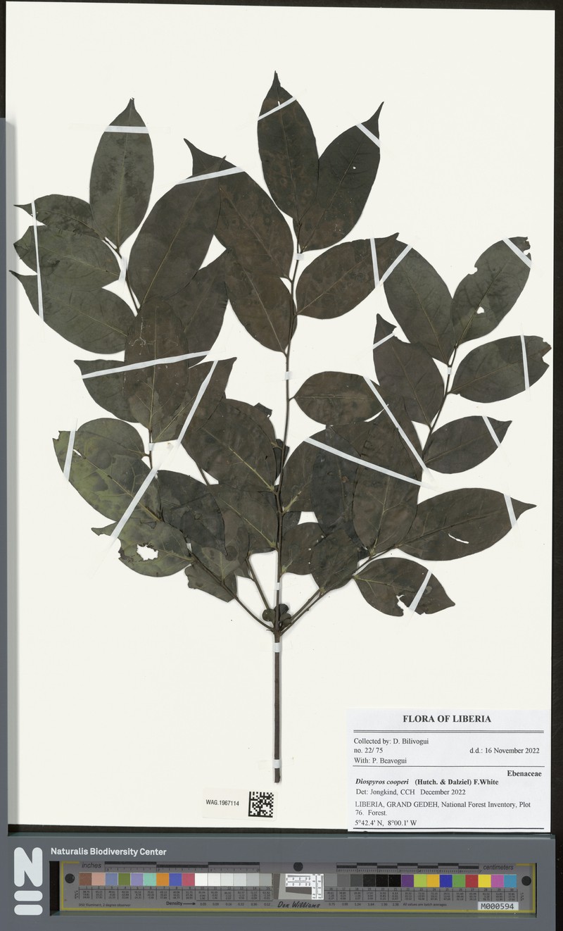 Diospyros cooperi photo 6