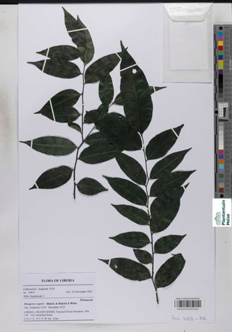 Diospyros cooperi photo 7