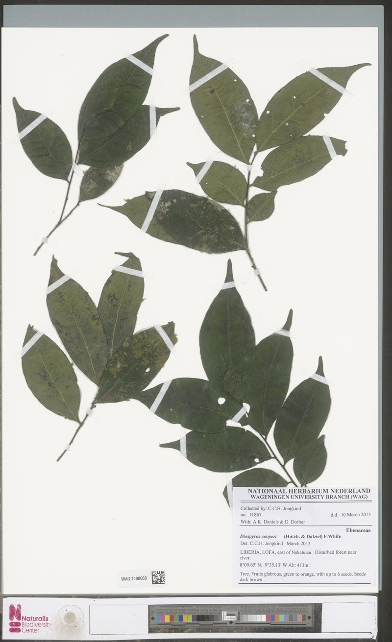 Diospyros cooperi photo 8