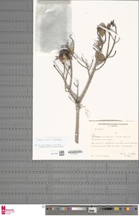 Diospyros cordata