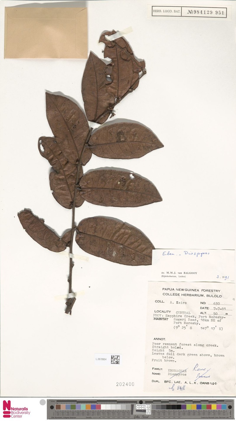 Diospyros cordato-oblonga