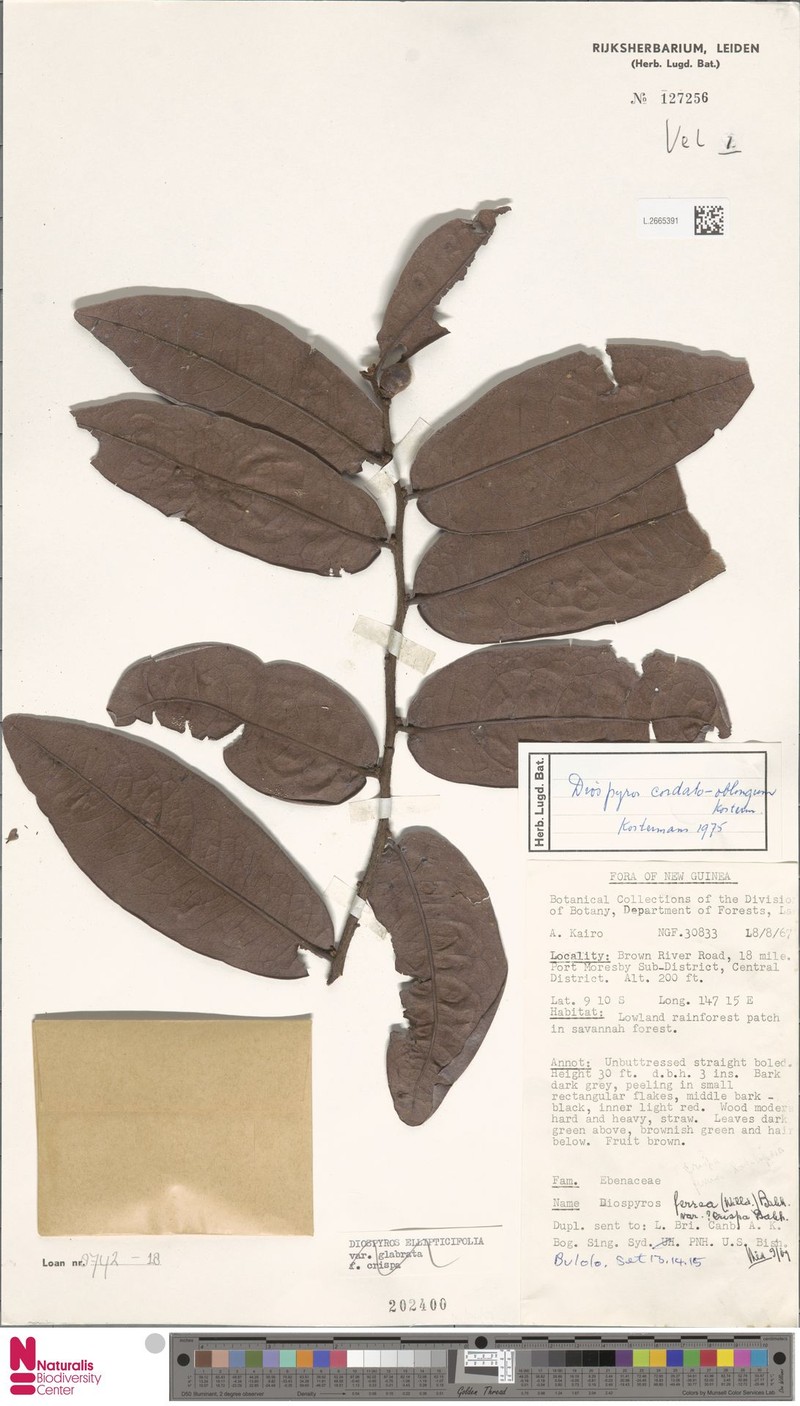 Diospyros cordato-oblonga photo 2