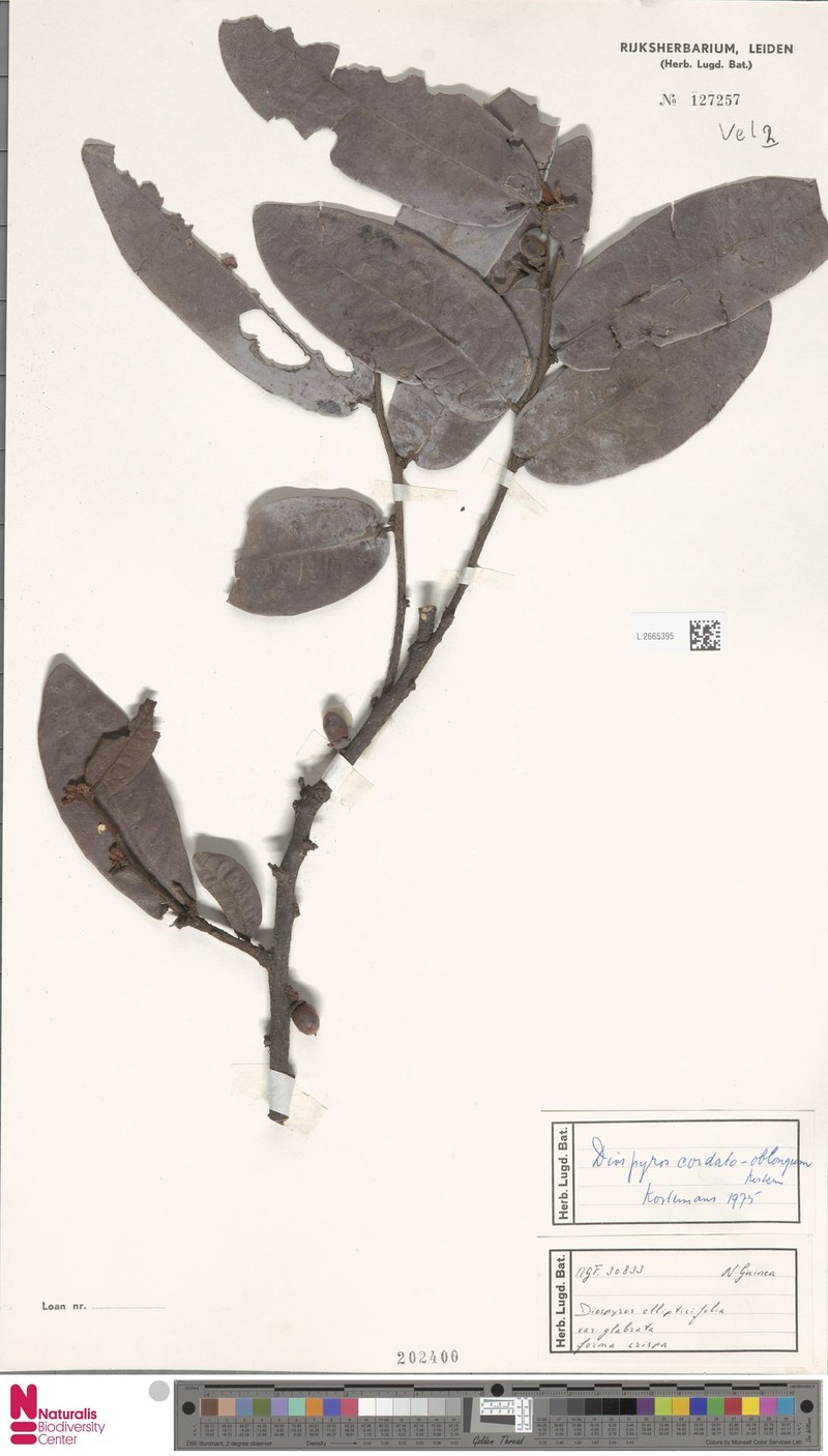 Diospyros cordato-oblonga photo 3