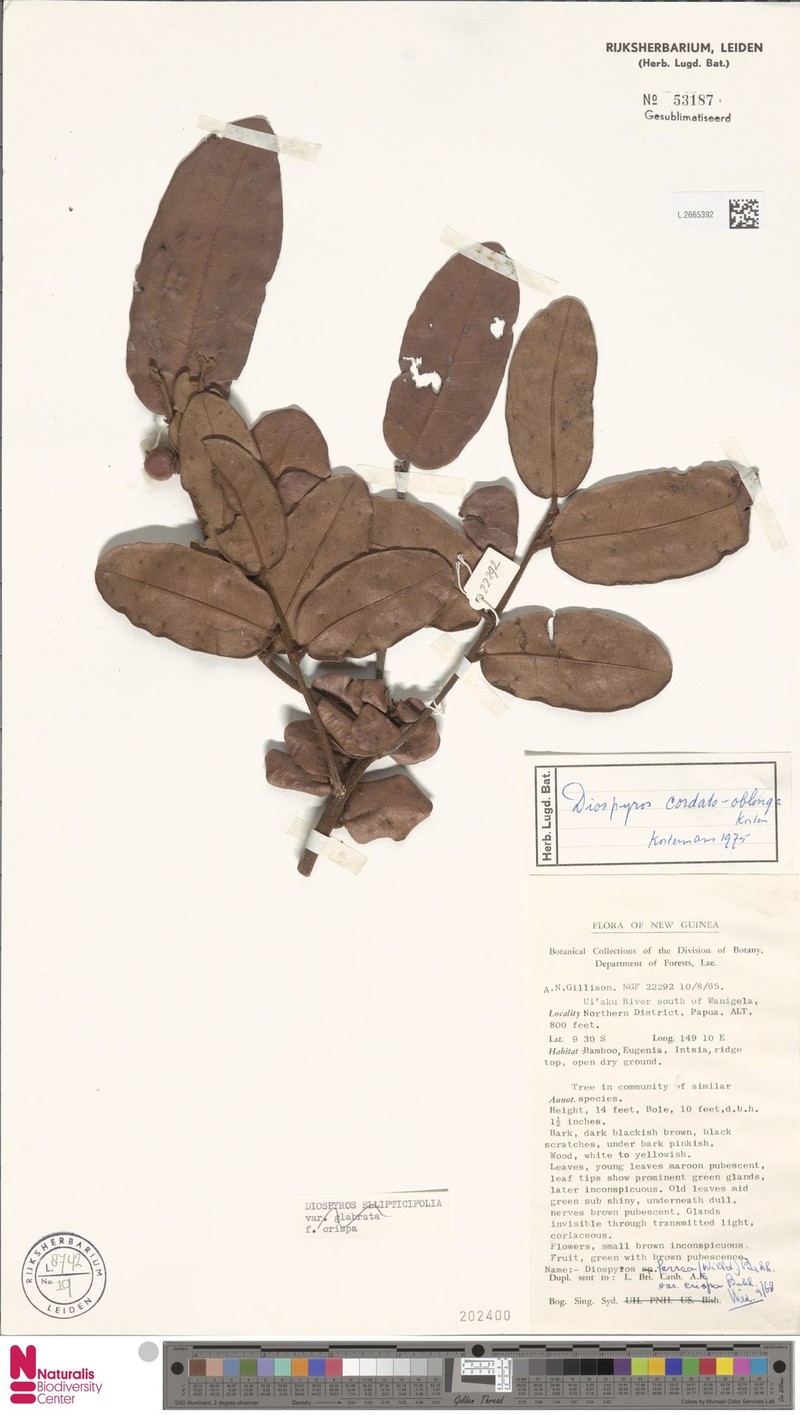 Diospyros cordato-oblonga photo 4