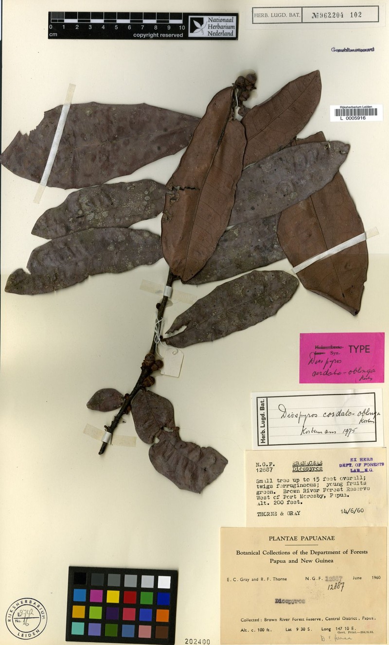 Diospyros cordato-oblonga photo 6