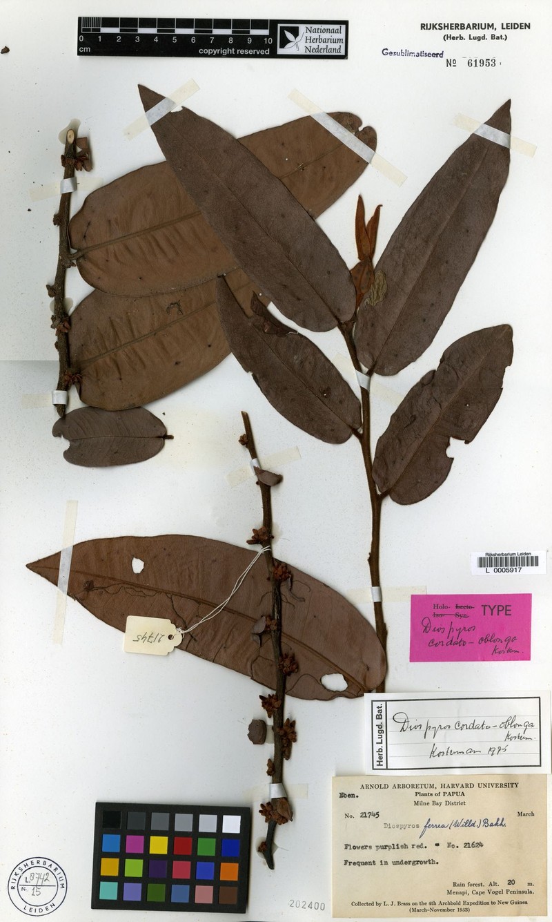 Diospyros cordato-oblonga photo 7