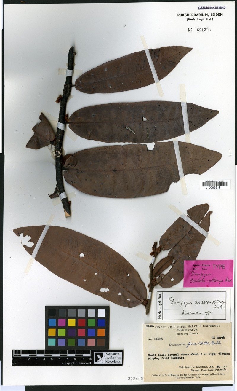 Diospyros cordato-oblonga photo 8