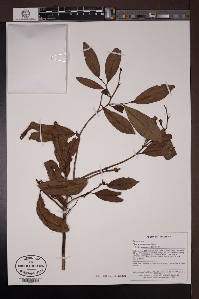 Diospyros coriacea