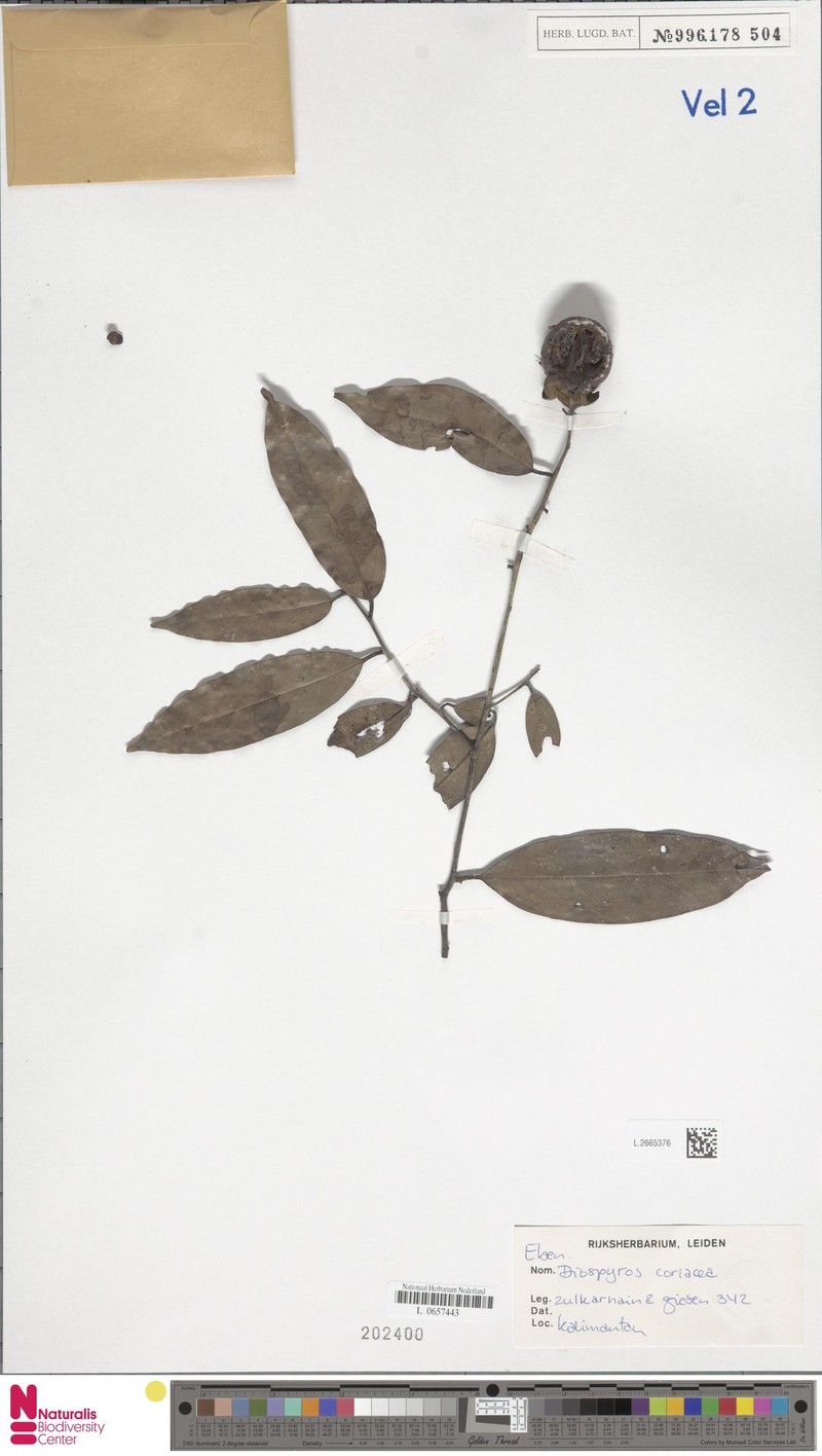 Diospyros coriacea photo 2