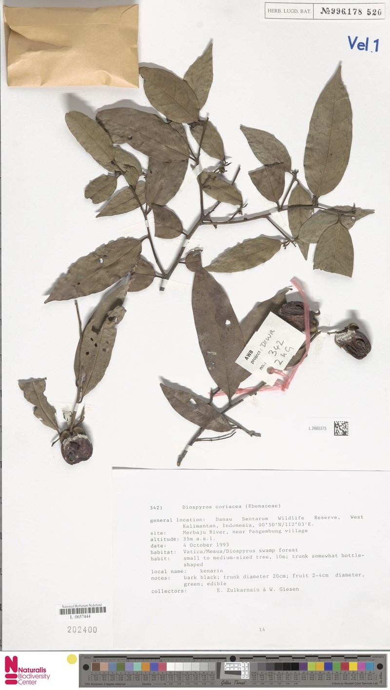 Diospyros coriacea photo 3