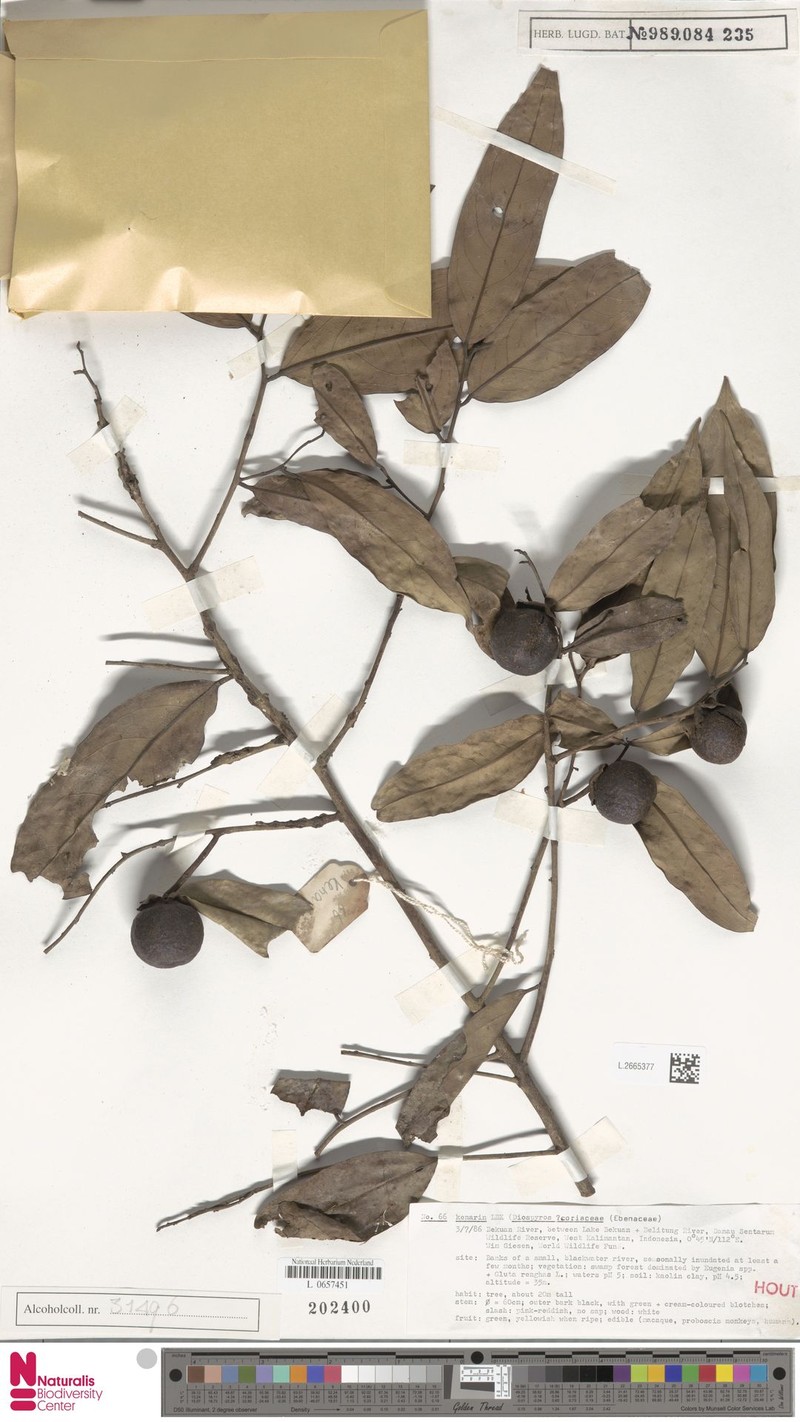 Diospyros coriacea photo 4