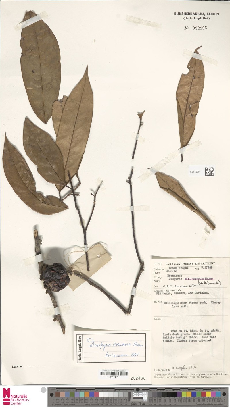 Diospyros coriacea photo 5