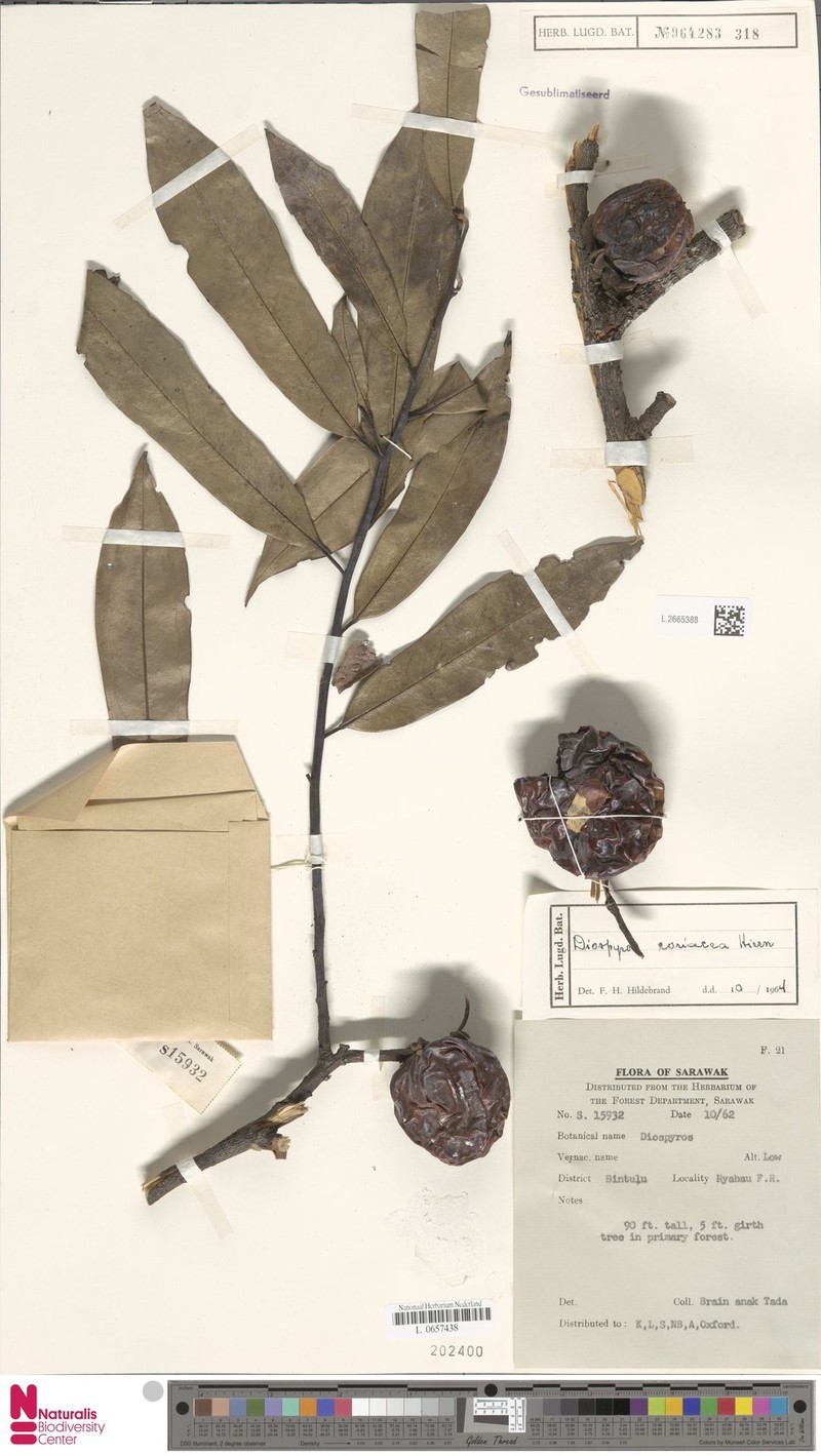 Diospyros coriacea photo 6