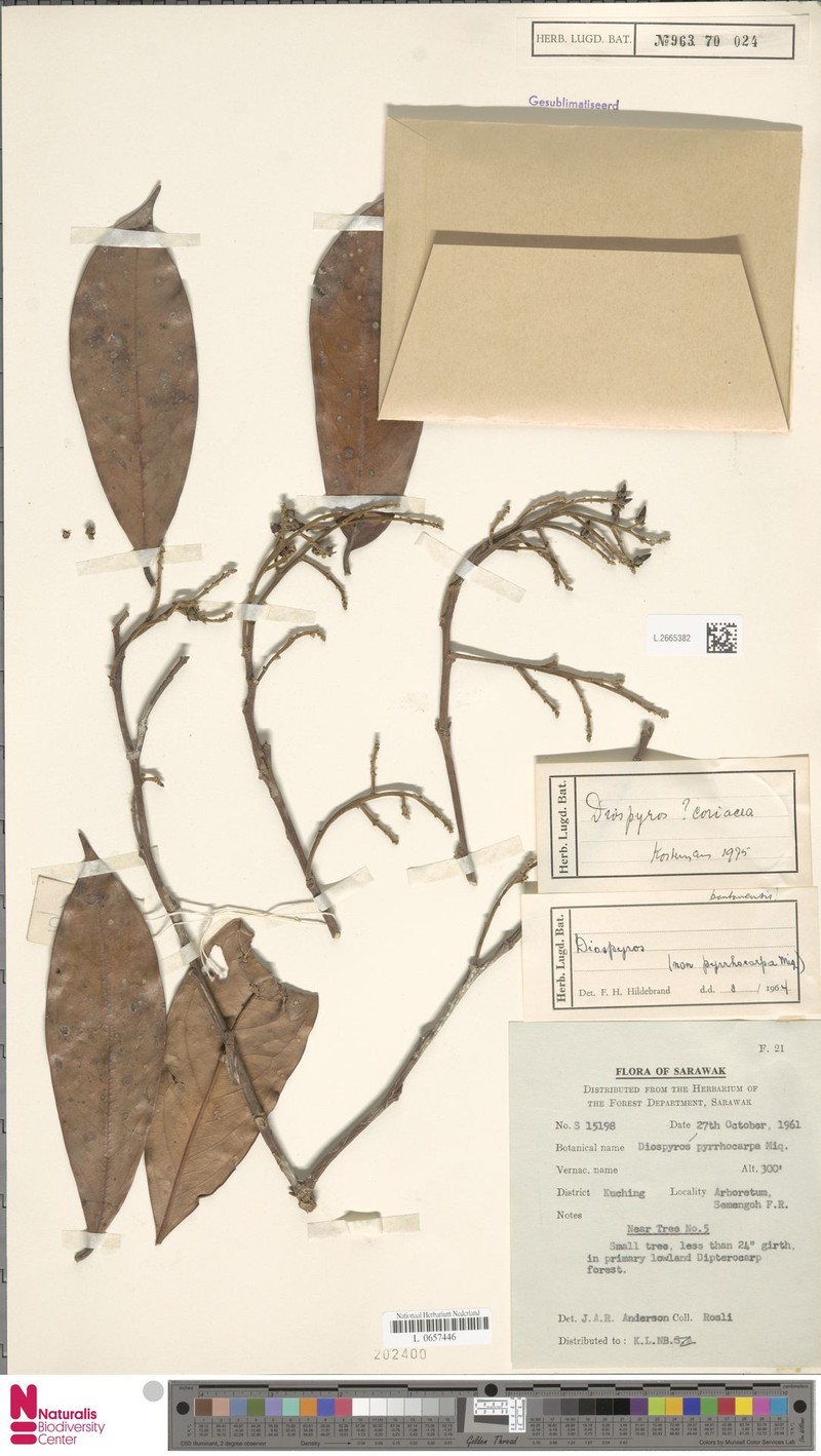 Diospyros coriacea photo 7
