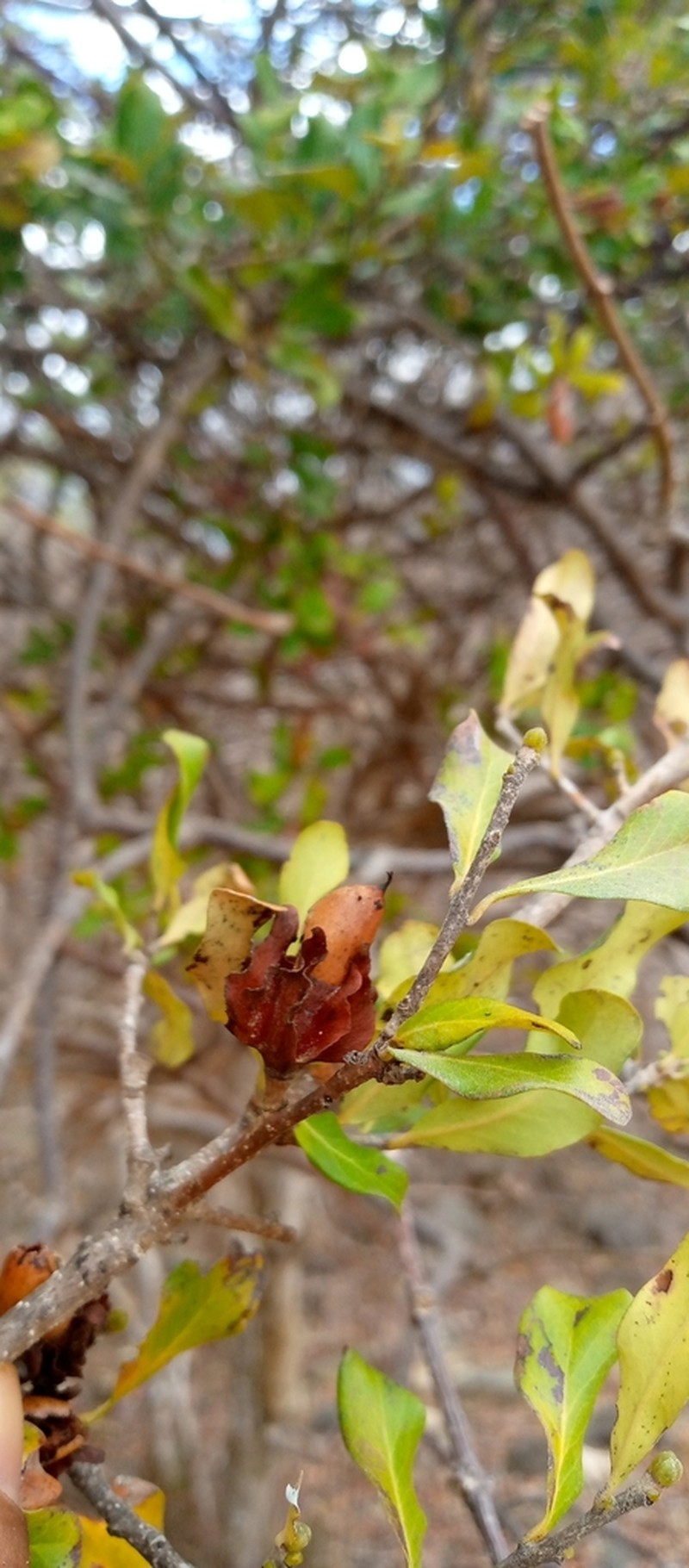 Diospyros courrierensis