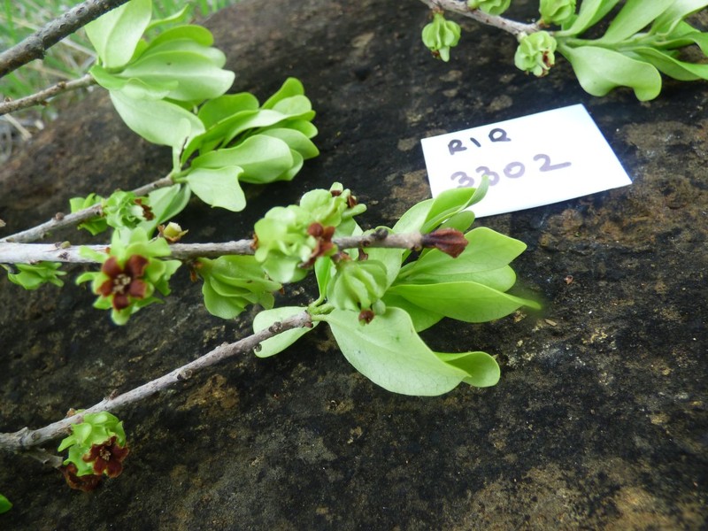 Diospyros courrierensis photo 2