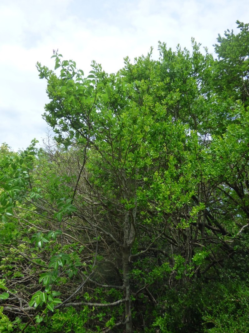 Diospyros courrierensis photo 3