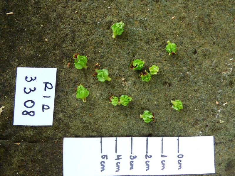 Diospyros courrierensis photo 4