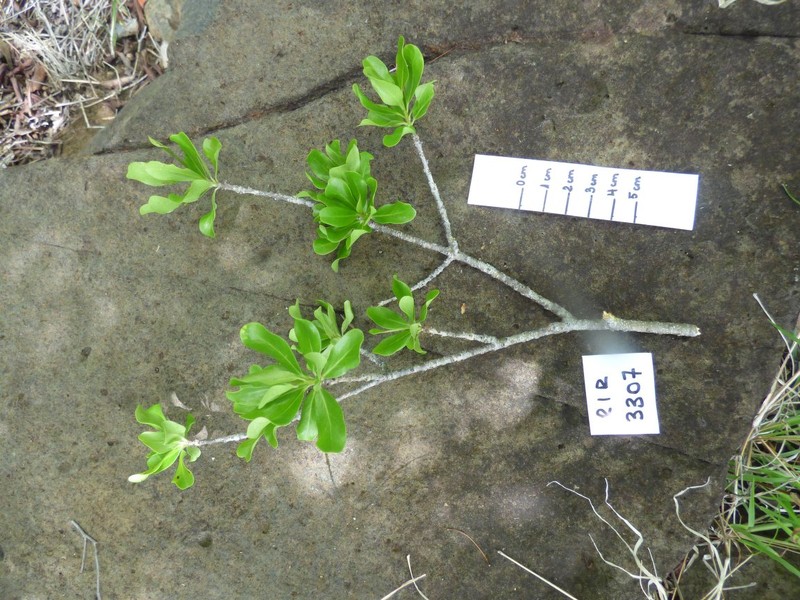 Diospyros courrierensis photo 5