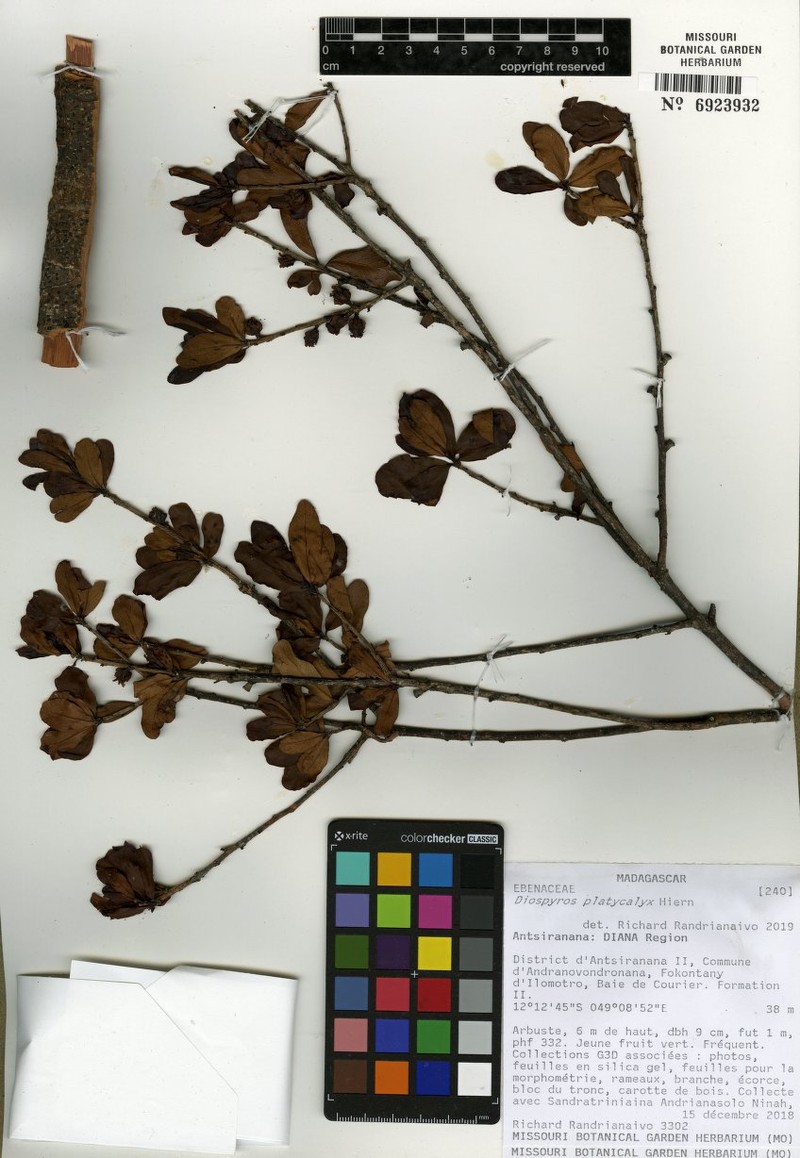 Diospyros courrierensis photo 6