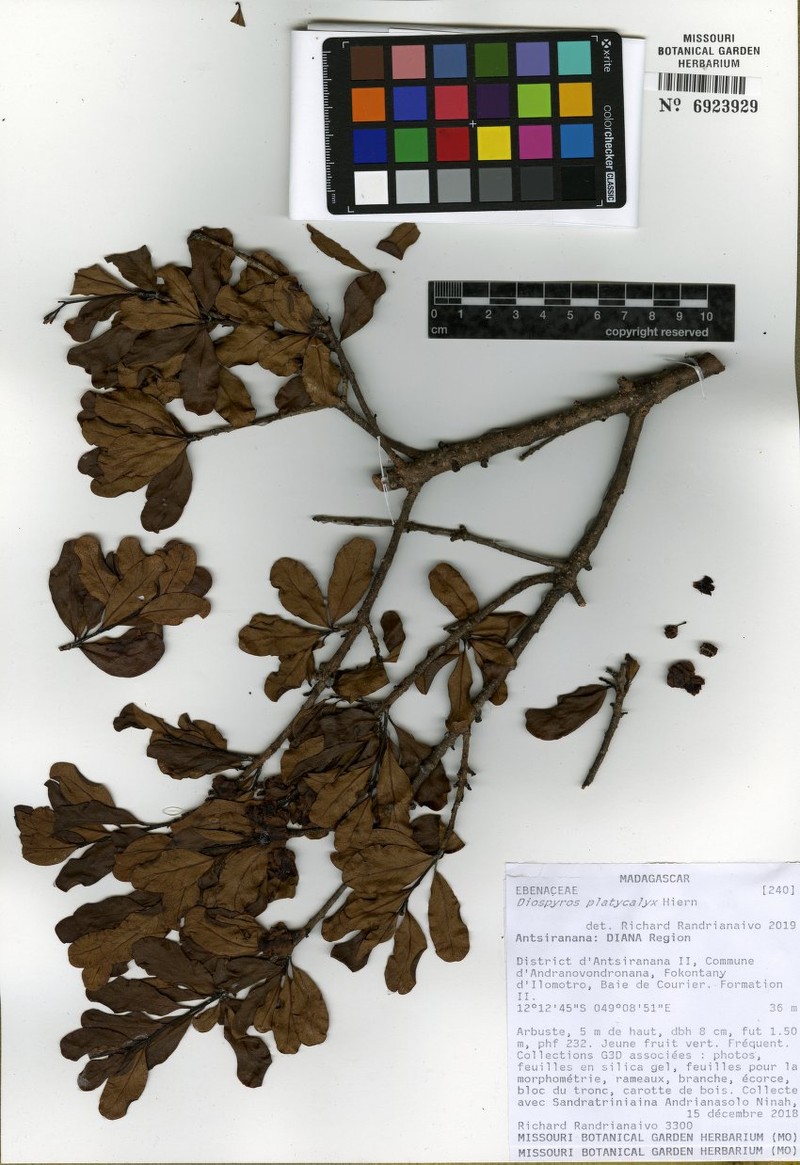 Diospyros courrierensis photo 7