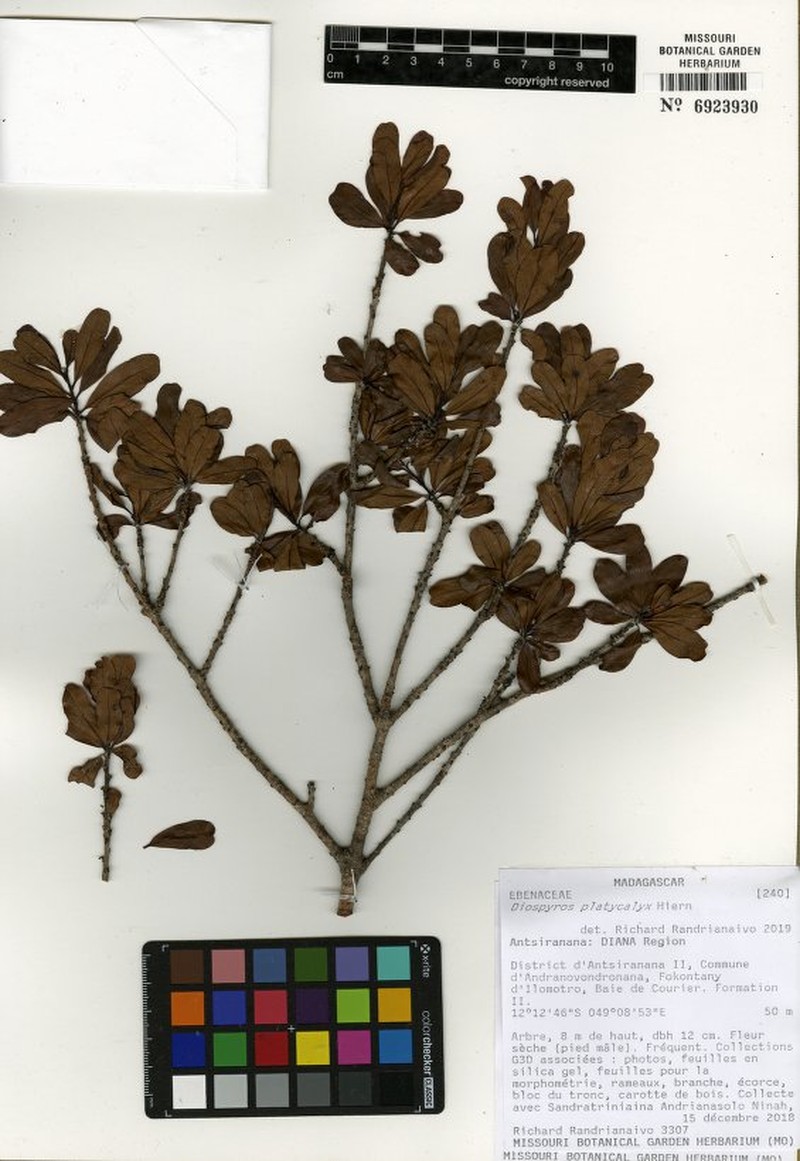 Diospyros courrierensis photo 8