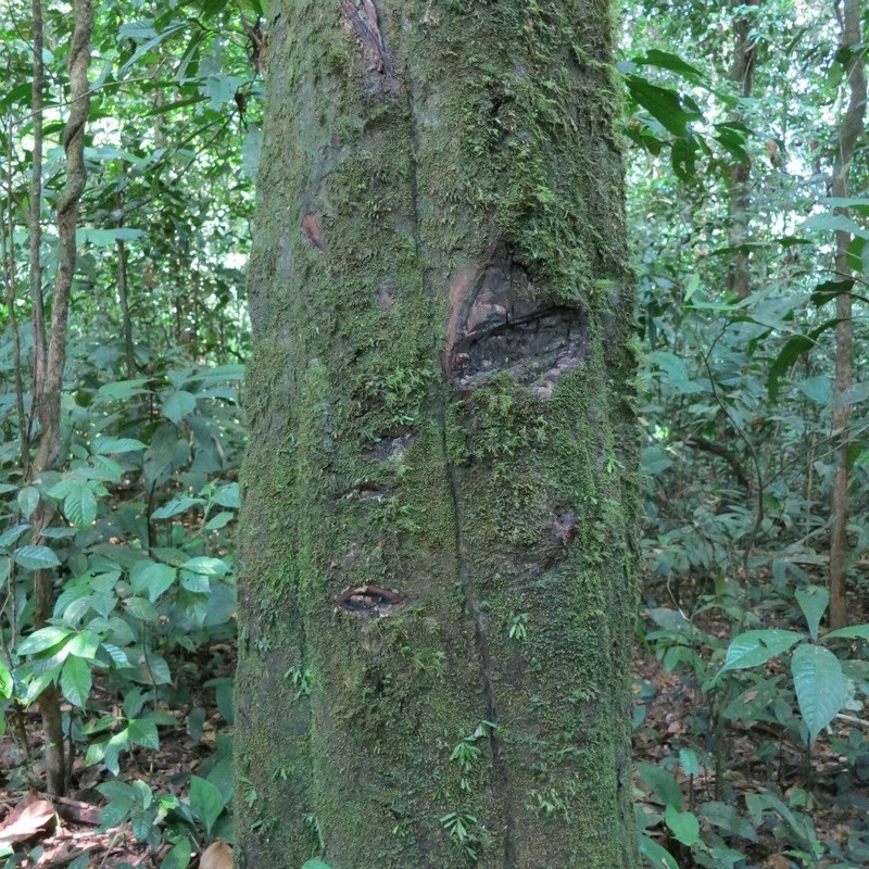 Diospyros crassiflora photo 2