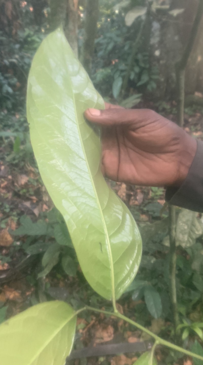 Diospyros crassiflora photo 3