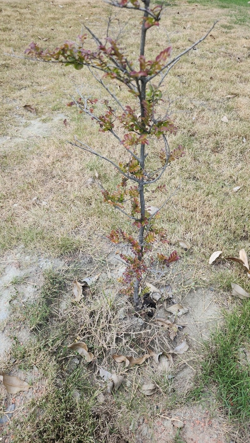 Diospyros crassiflora photo 4