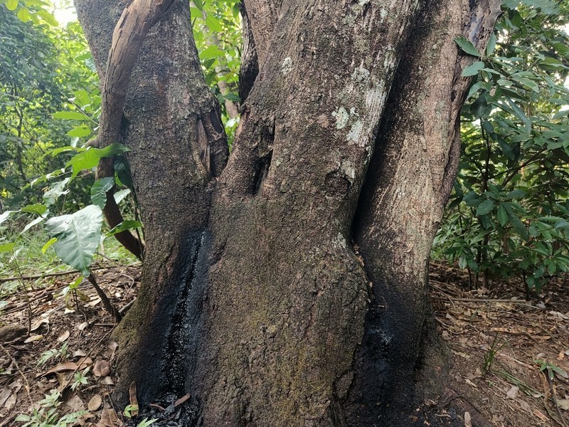 Diospyros crassiflora photo 5