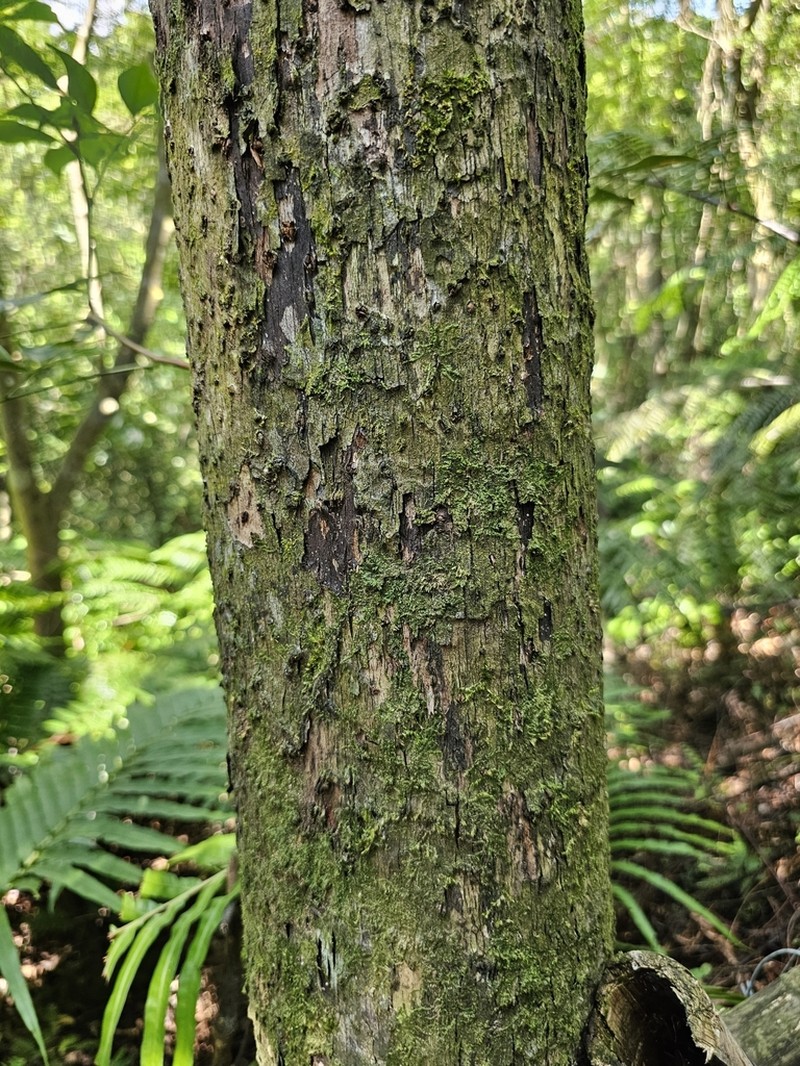 Diospyros crassiflora photo 6
