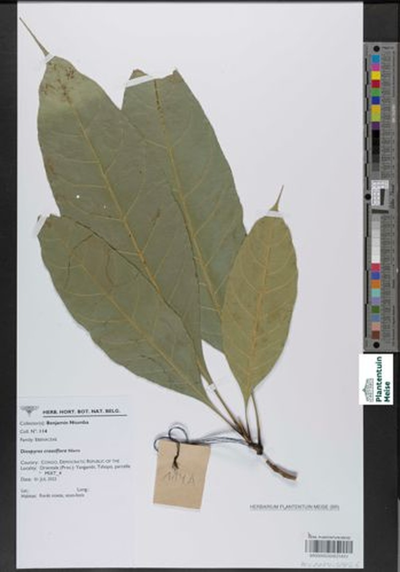 Diospyros crassiflora photo 7