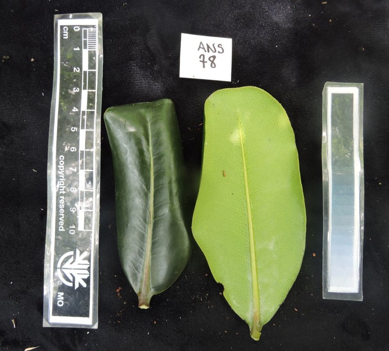 Diospyros crassifolia