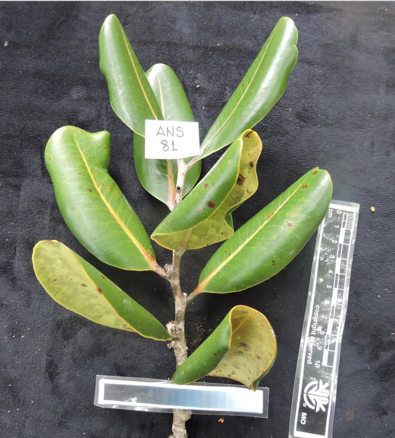 Diospyros crassifolia photo 2