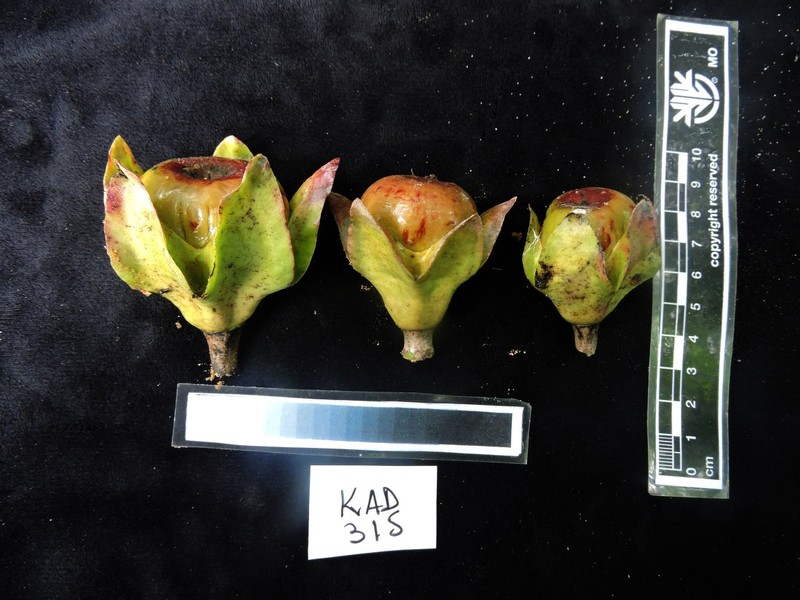Diospyros crassifolia photo 3