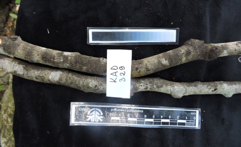 Diospyros crassifolia photo 4
