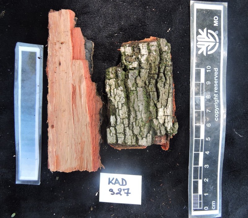 Diospyros crassifolia photo 5